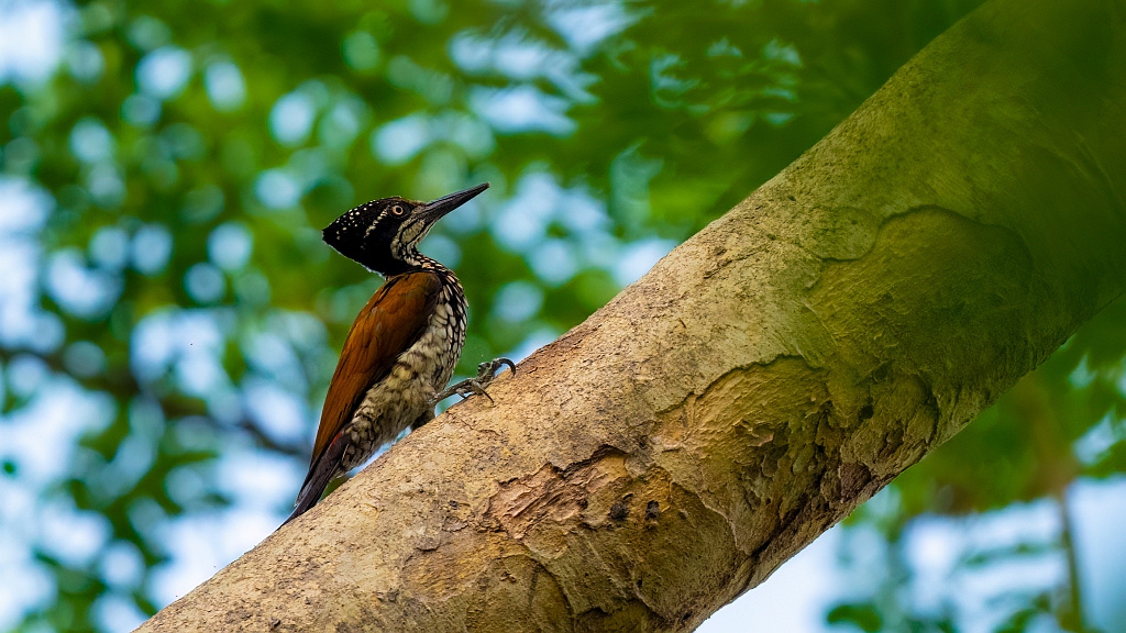 Greater Flameback